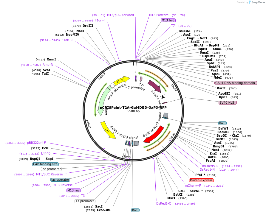 127564-plasmid-map-sequence-id-248029