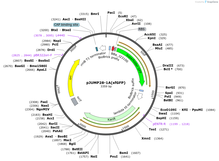126976-plasmid-map-sequence-id-248040