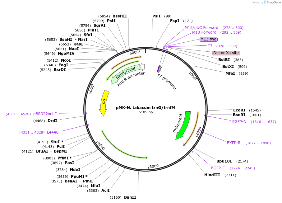 123580-plasmid-map-sequence-id-248050