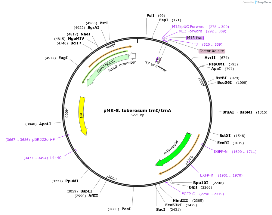 123583-plasmid-map-sequence-id-248064