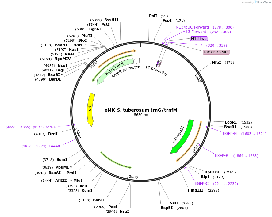 123584-plasmid-map-sequence-id-248066