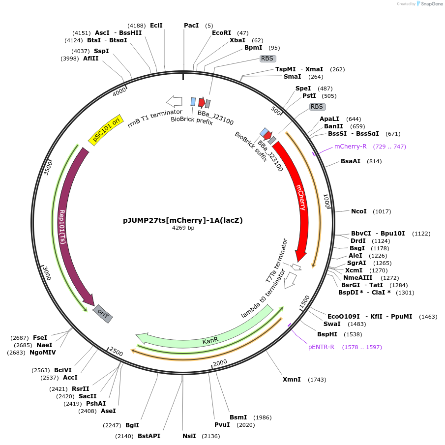 126980-plasmid-map-sequence-id-248074