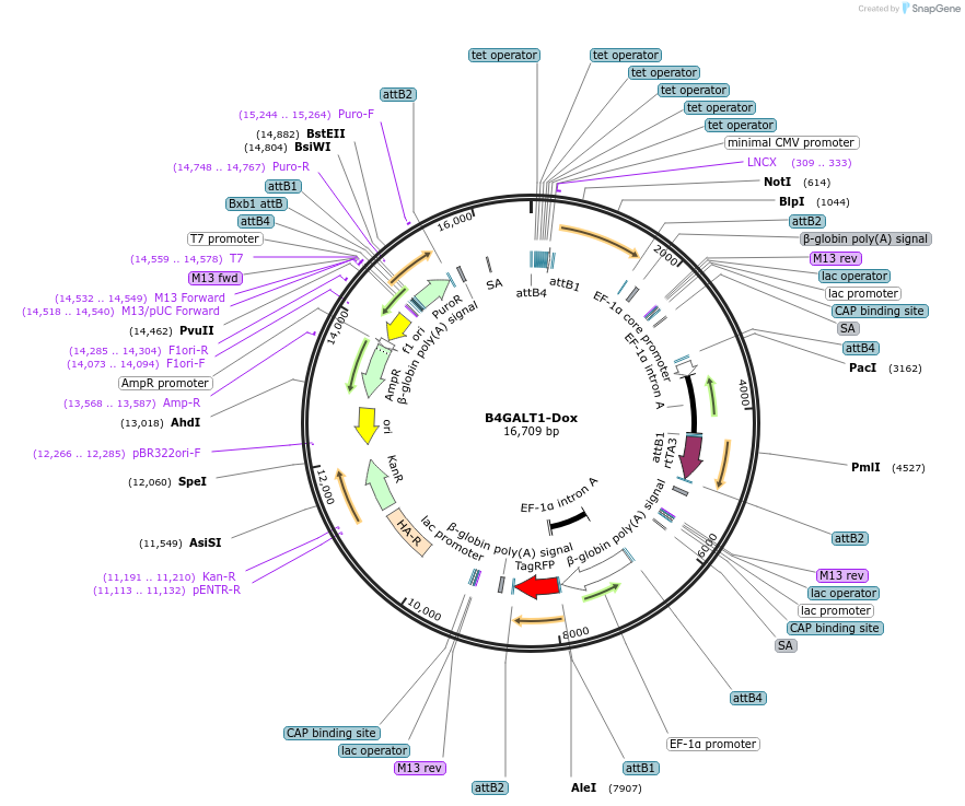 124633-plasmid-map-sequence-id-248076