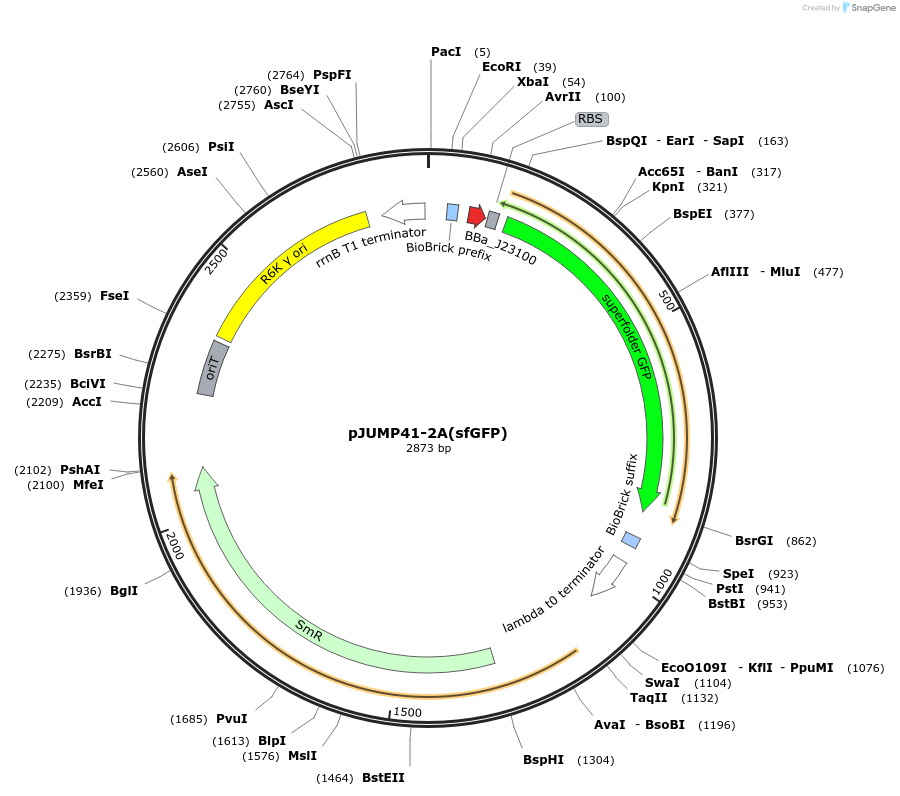 126985-plasmid-map-sequence-id-248081