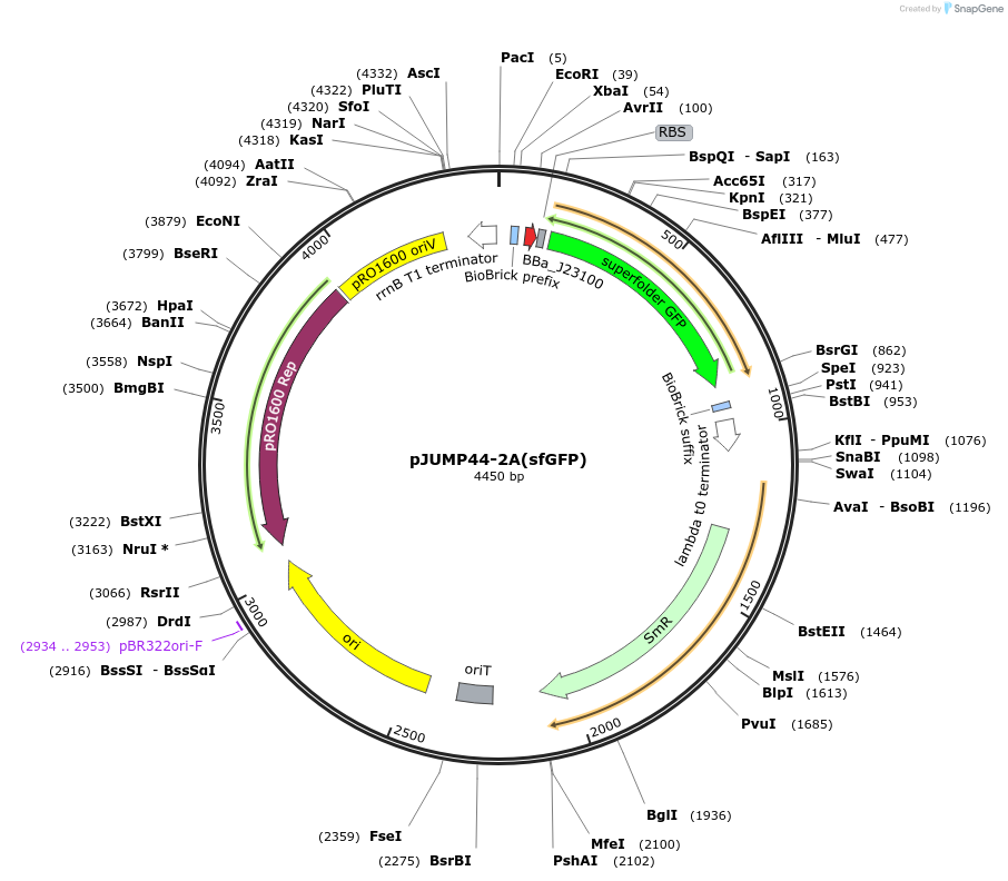 126988-plasmid-map-sequence-id-248082