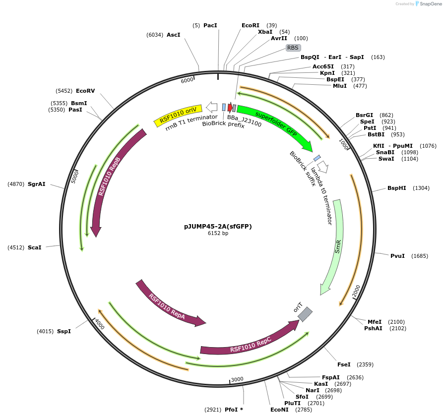 126989-plasmid-map-sequence-id-248090