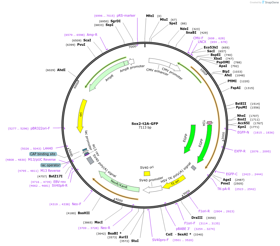 127537-plasmid-map-sequence-id-248093