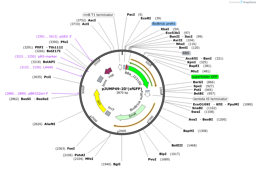 126994-plasmid-map-sequence-id-248135