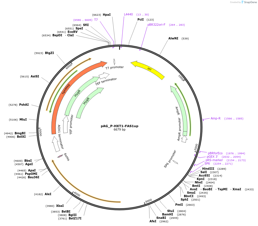 126747-plasmid-map-sequence-id-248141