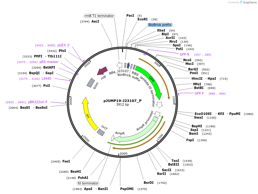 127000-plasmid-map-sequence-id-248155