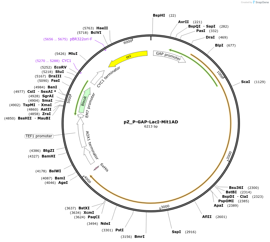 126722-plasmid-map-sequence-id-248156