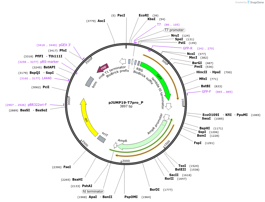 127002-plasmid-map-sequence-id-248167