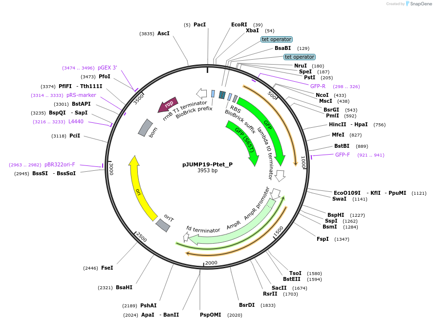 127005-plasmid-map-sequence-id-248173