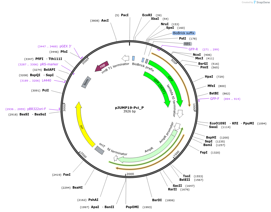 127006-plasmid-map-sequence-id-248177