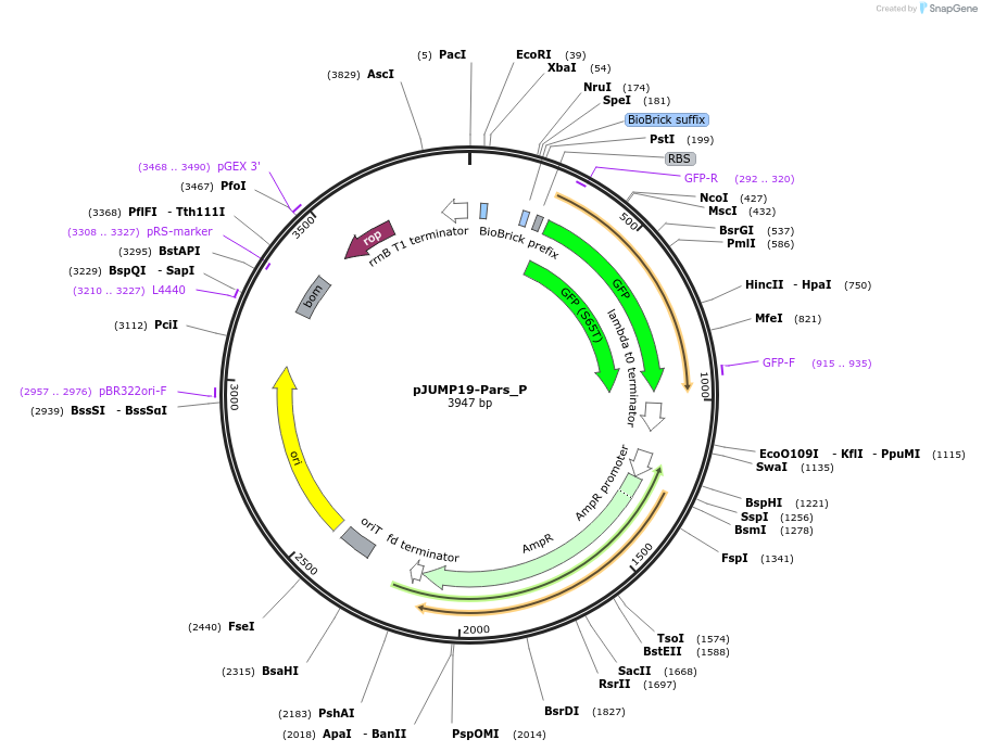 127007-plasmid-map-sequence-id-248197