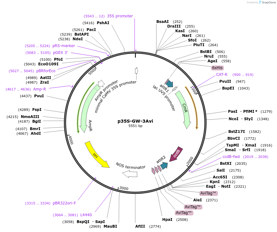 127918-plasmid-map-sequence-id-248255