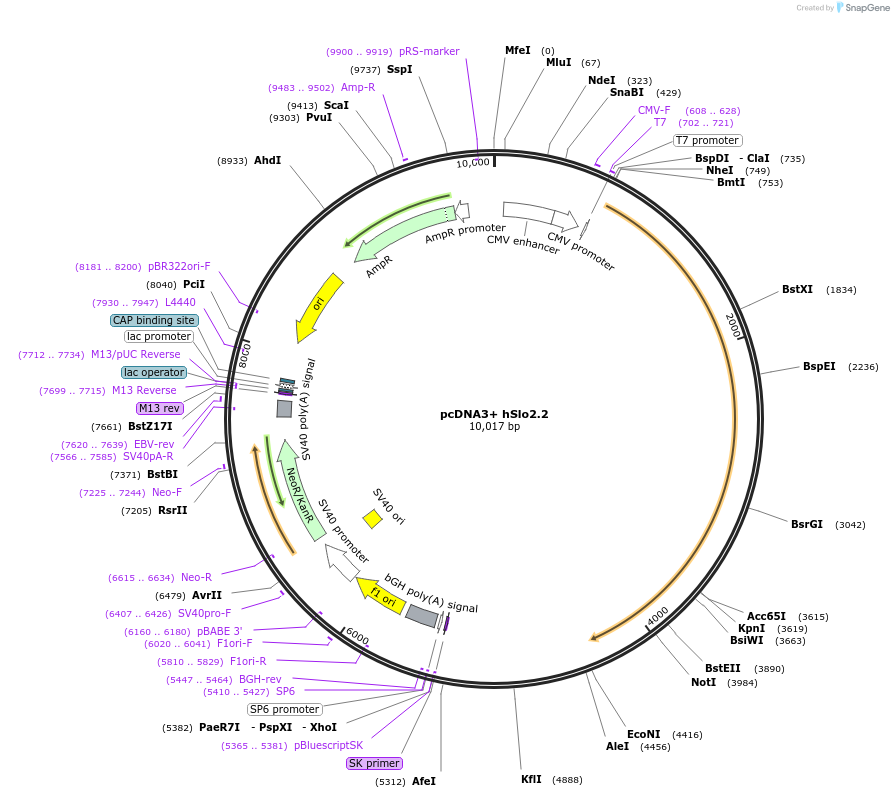 16214-plasmid-map-sequence-id-248256