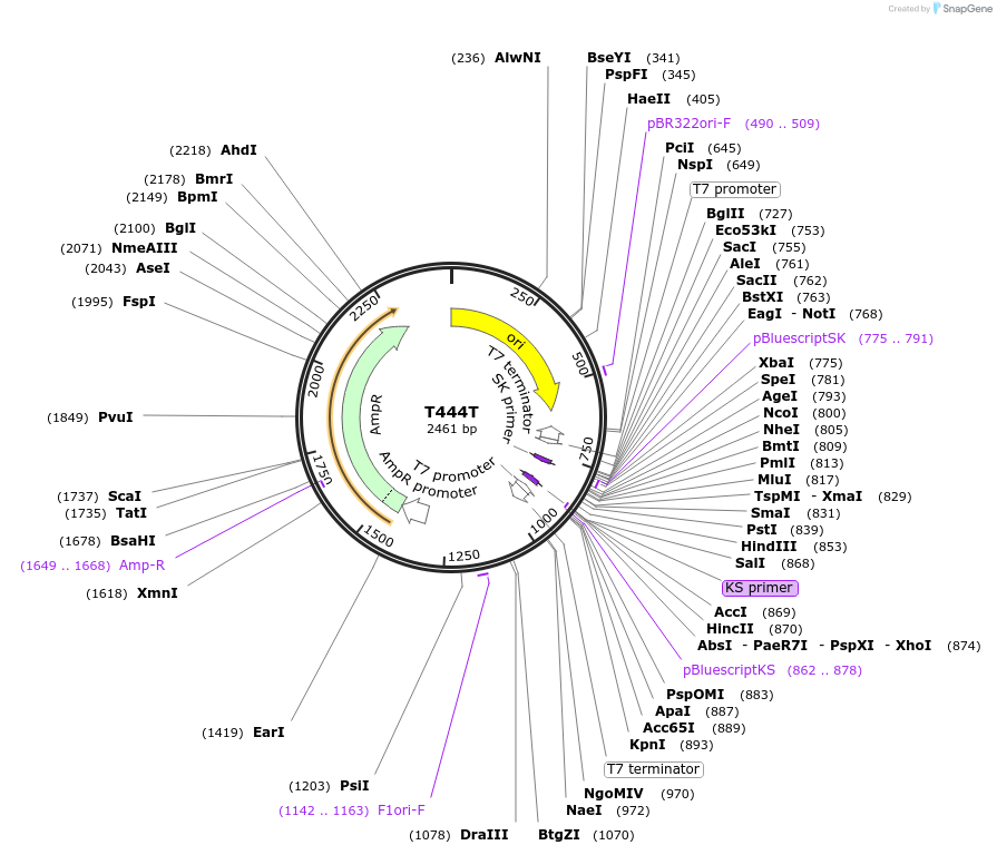 113081-plasmid-map-sequence-id-248277