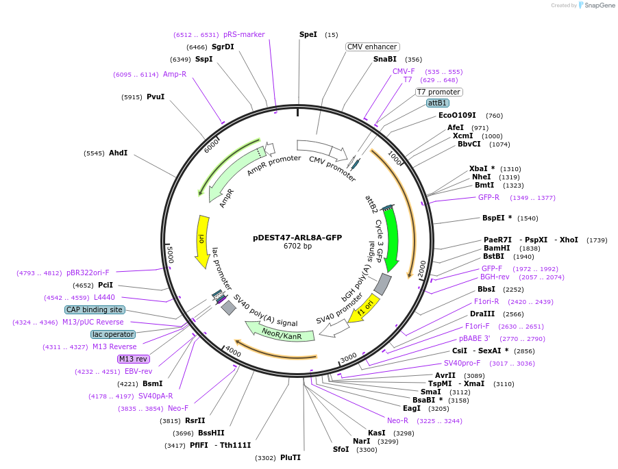 67403-plasmid-map-sequence-id-248280