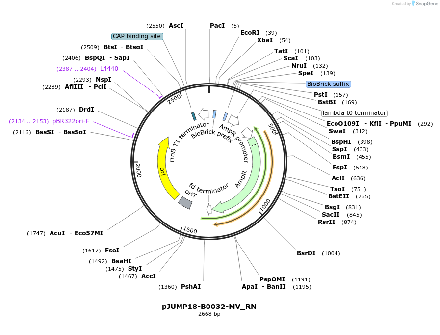 127015-plasmid-map-sequence-id-248366