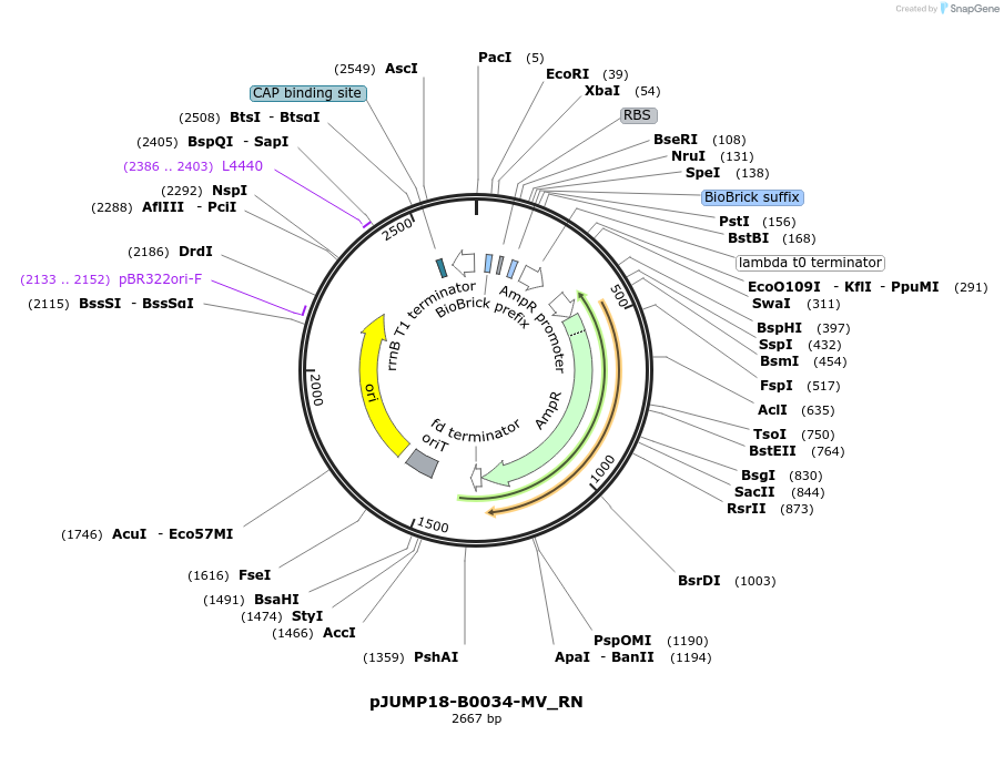 127017-plasmid-map-sequence-id-248368