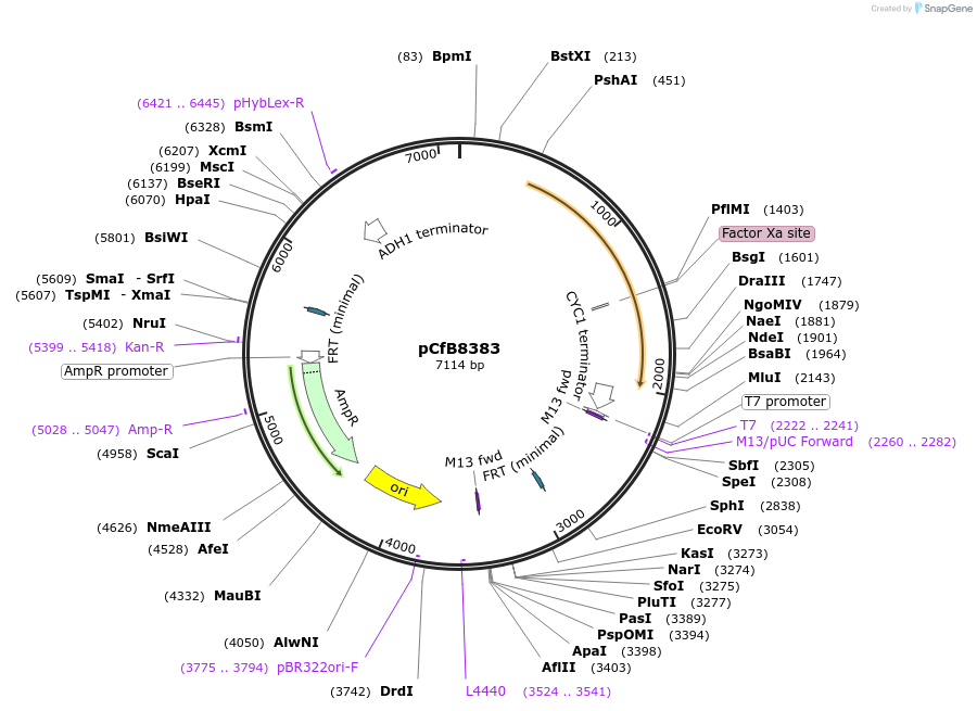 126917-plasmid-map-sequence-id-248370