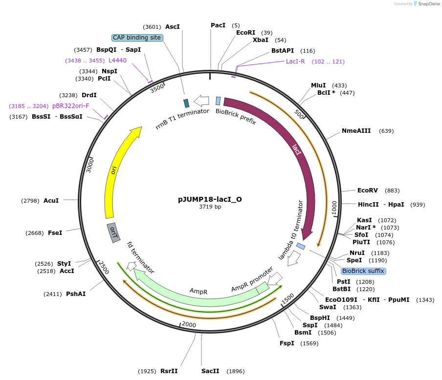 127024-plasmid-map-sequence-id-248397