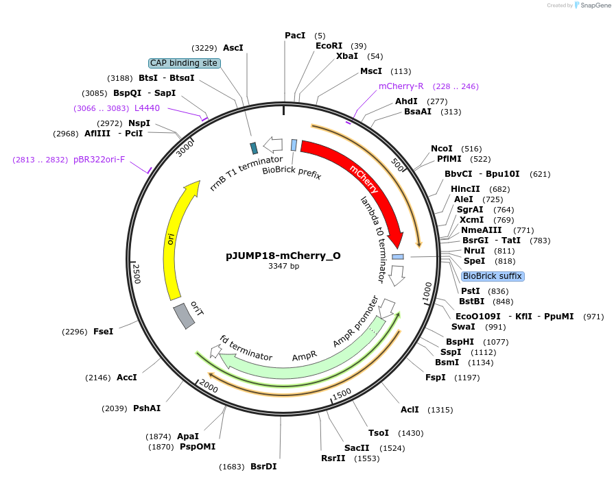 127025-plasmid-map-sequence-id-248398