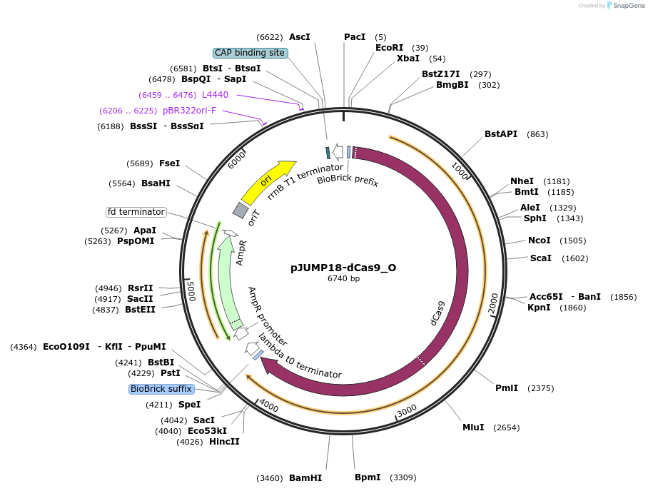 127028-plasmid-map-sequence-id-248401