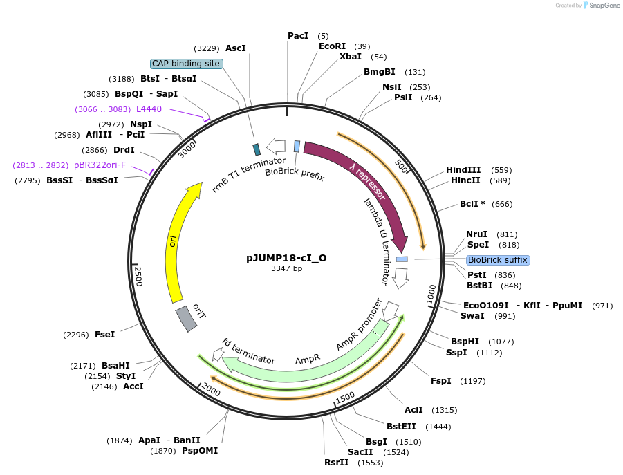 127029-plasmid-map-sequence-id-248402