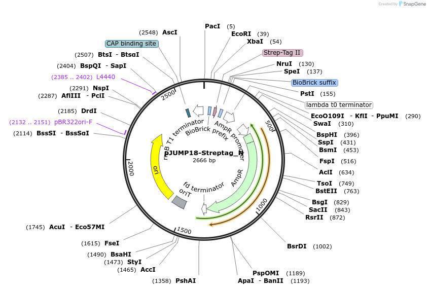 127034-plasmid-map-sequence-id-248407