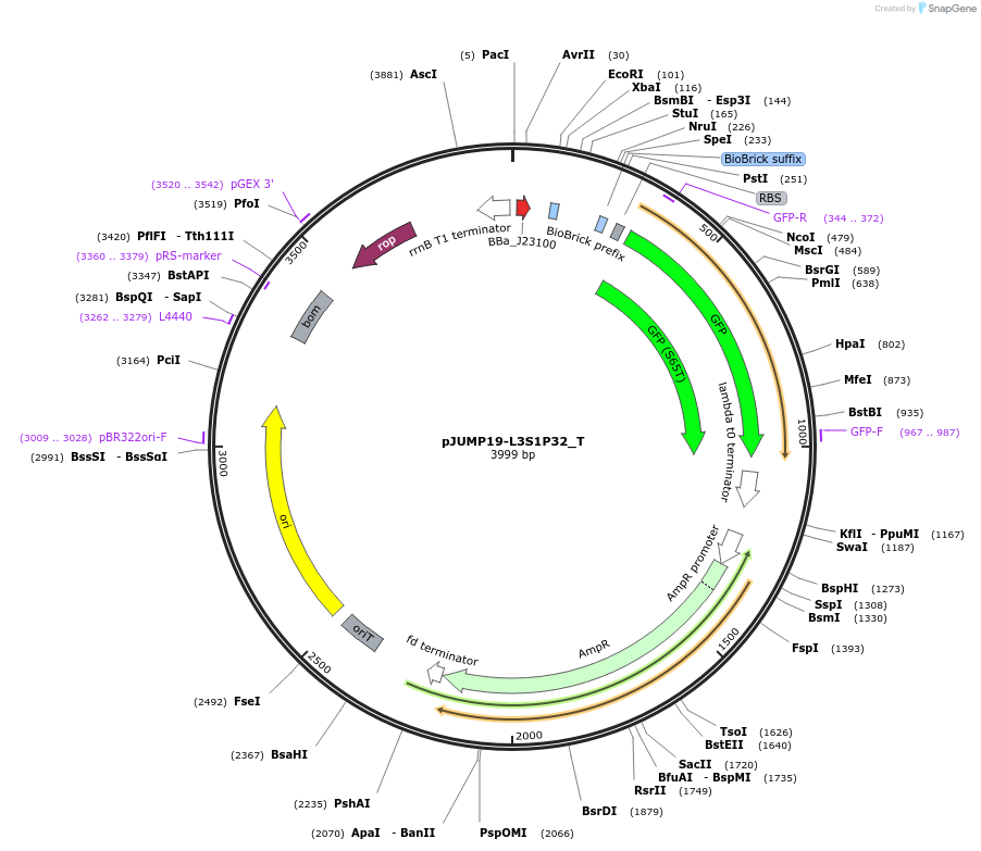 127040-plasmid-map-sequence-id-248456