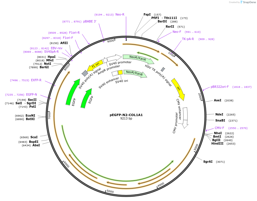 66602-plasmid-map-sequence-id-248458