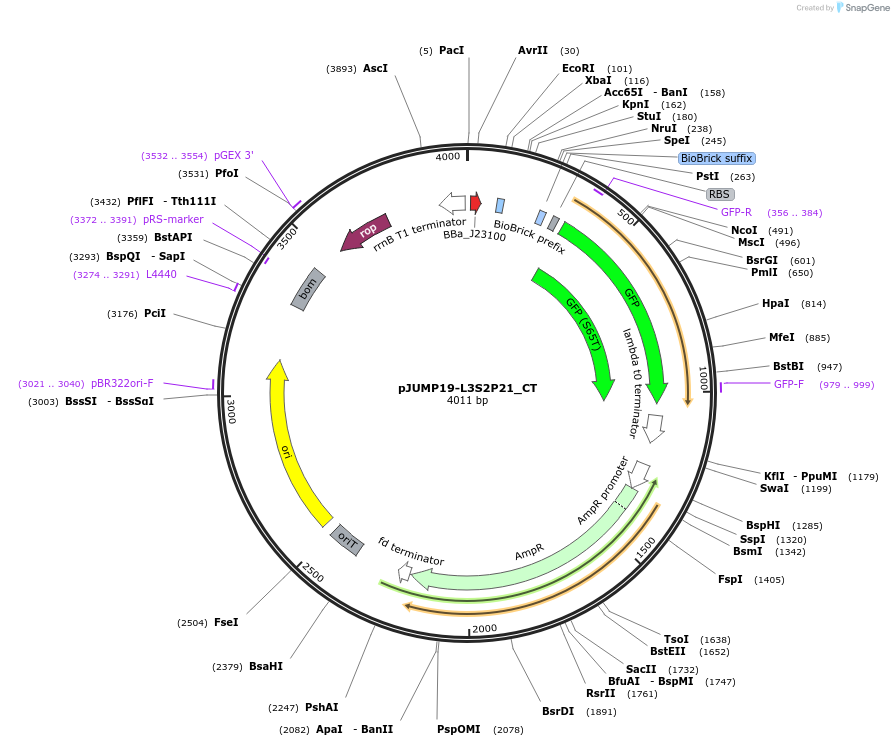 127046-plasmid-map-sequence-id-248462