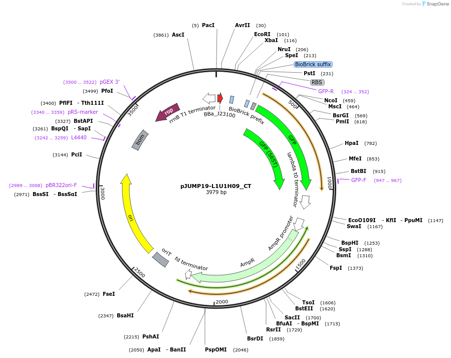 127049-plasmid-map-sequence-id-248466