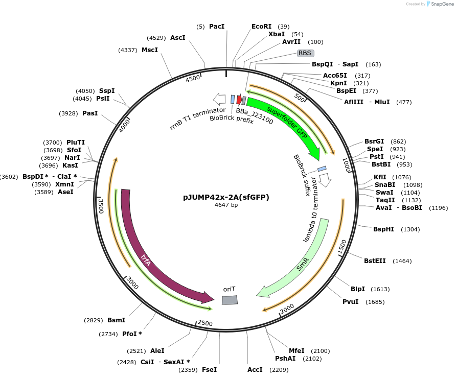 126986-plasmid-map-sequence-id-248469