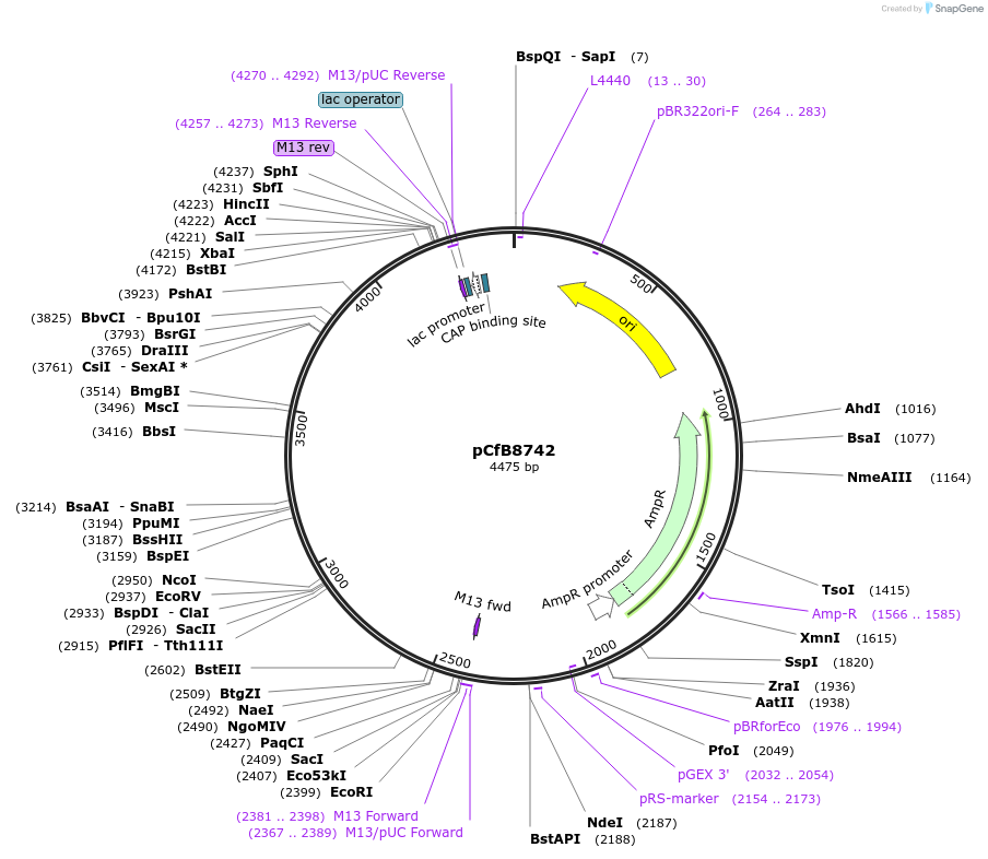 126908-plasmid-map-sequence-id-248512
