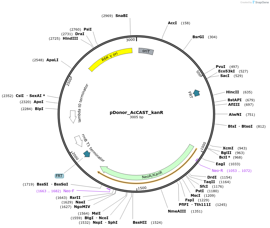 127925-plasmid-map-sequence-id-248516