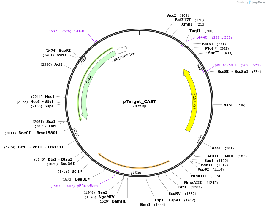 127926-plasmid-map-sequence-id-248517