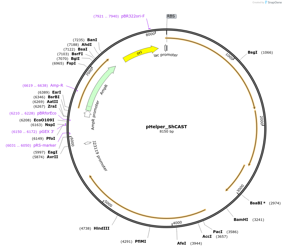 127922-plasmid-map-sequence-id-248518