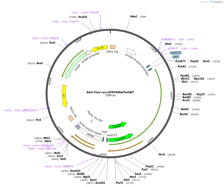 126551-plasmid-map-sequence-id-248519