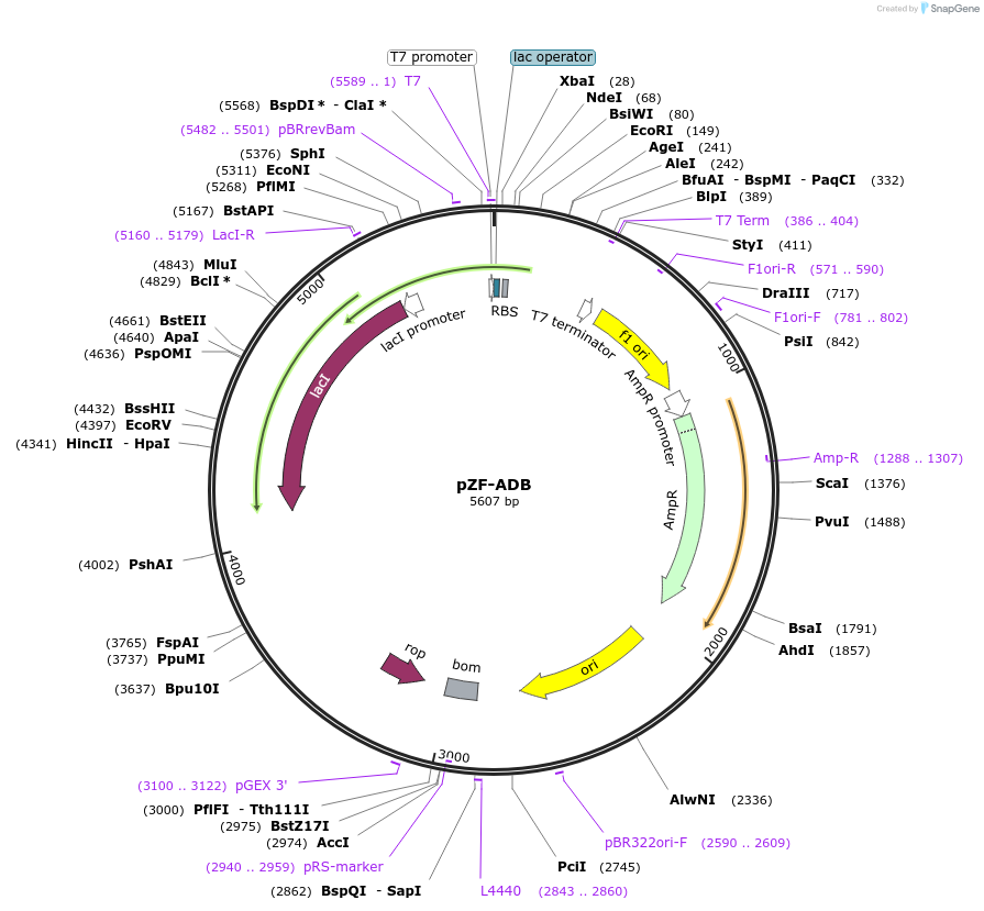 127467-plasmid-map-sequence-id-248521