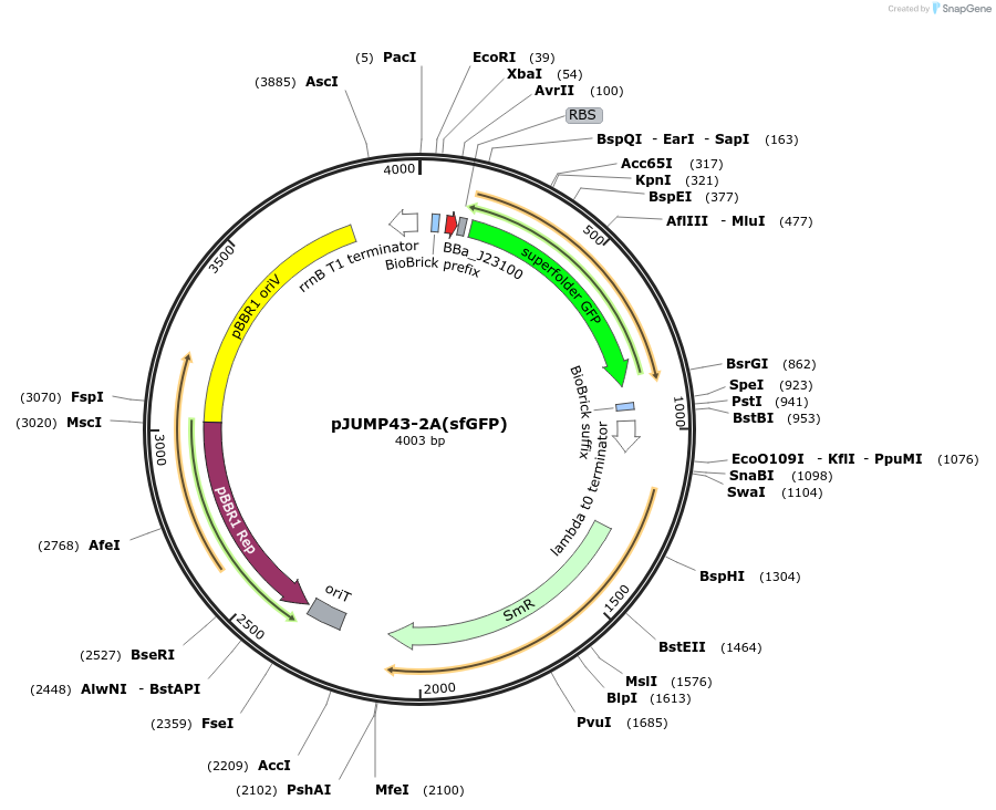 126987-plasmid-map-sequence-id-248522