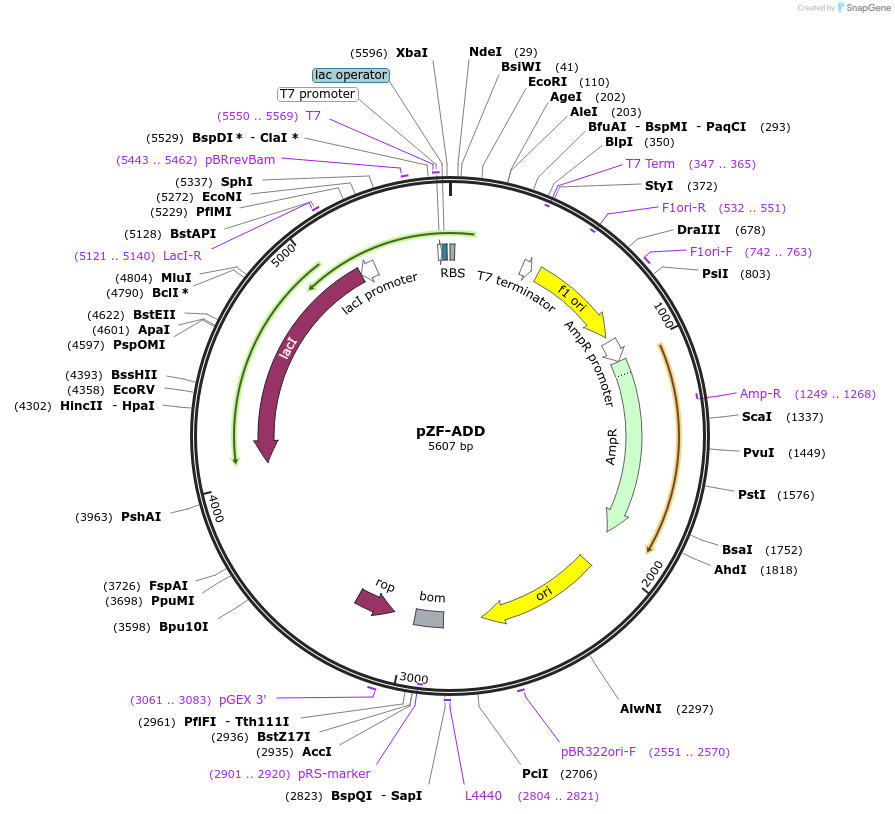 127468-plasmid-map-sequence-id-248525