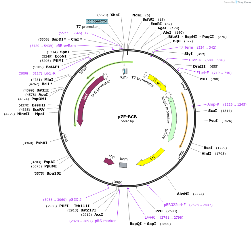 127471-plasmid-map-sequence-id-248528
