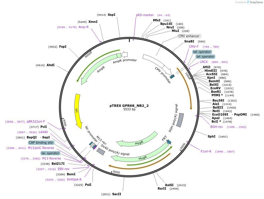 127691-plasmid-map-sequence-id-248533