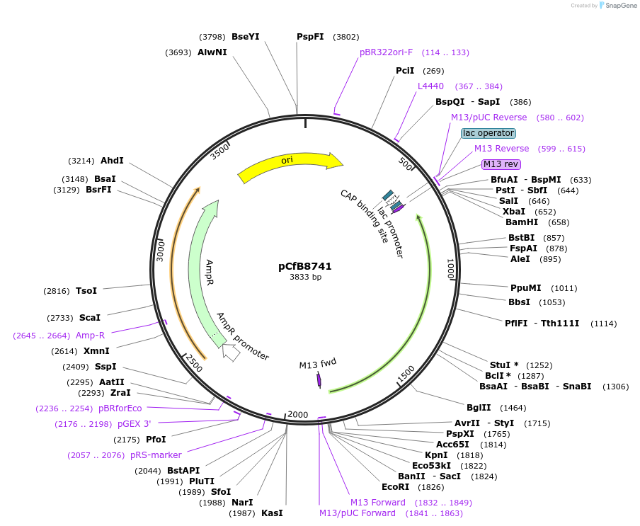 126907-plasmid-map-sequence-id-248559