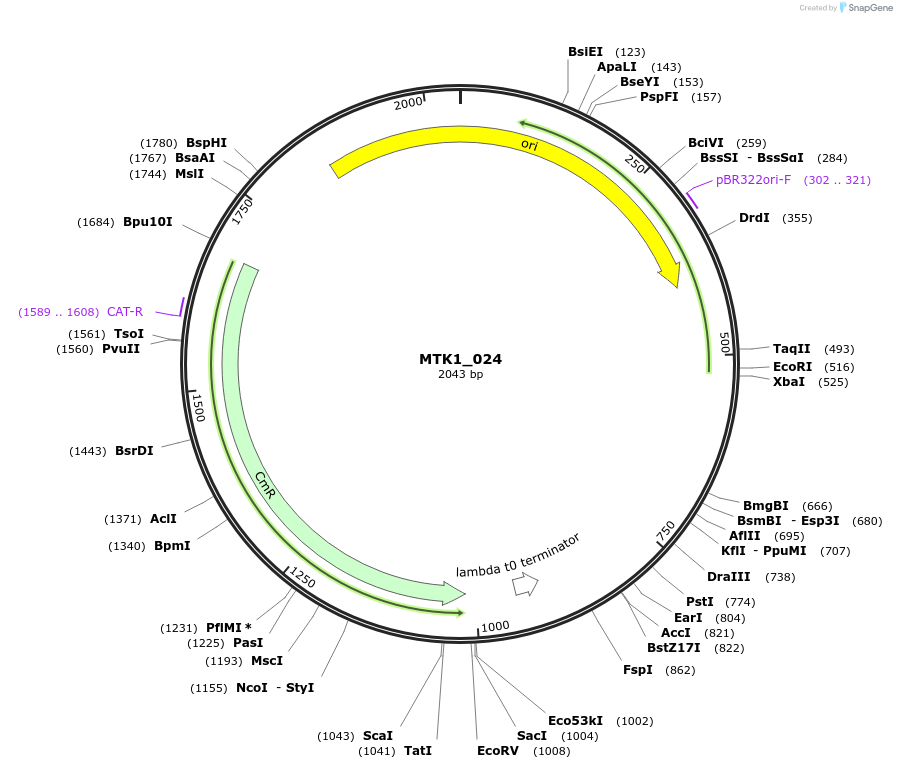 123686-plasmid-map-sequence-id-248584