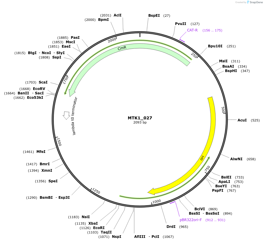 123689-plasmid-map-sequence-id-248587