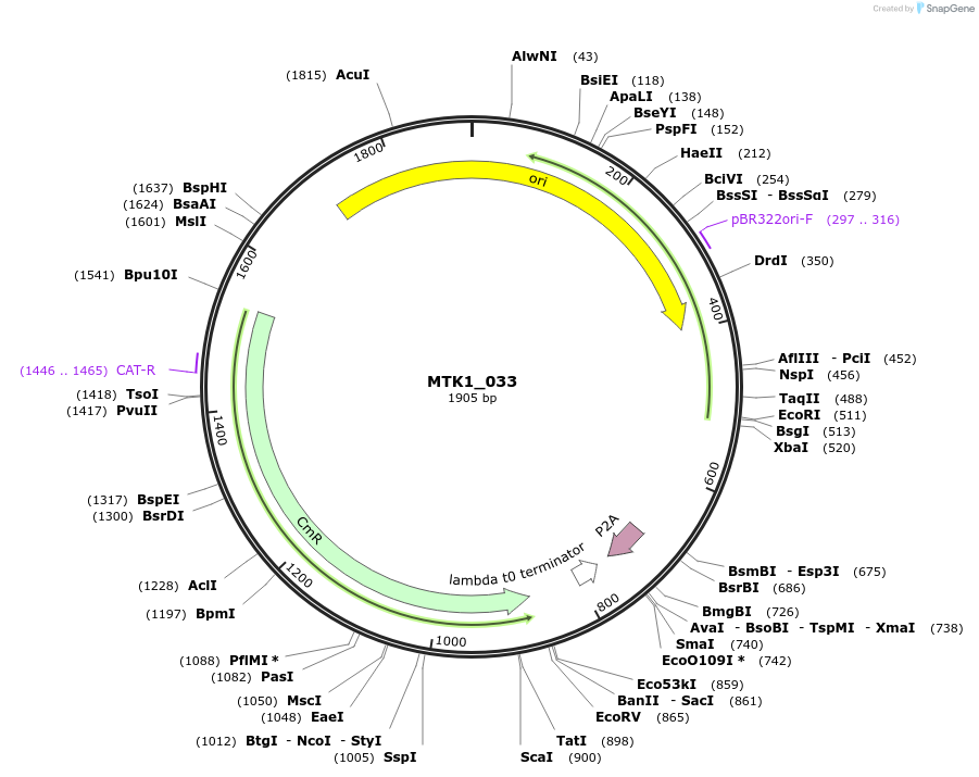 123695-plasmid-map-sequence-id-248595